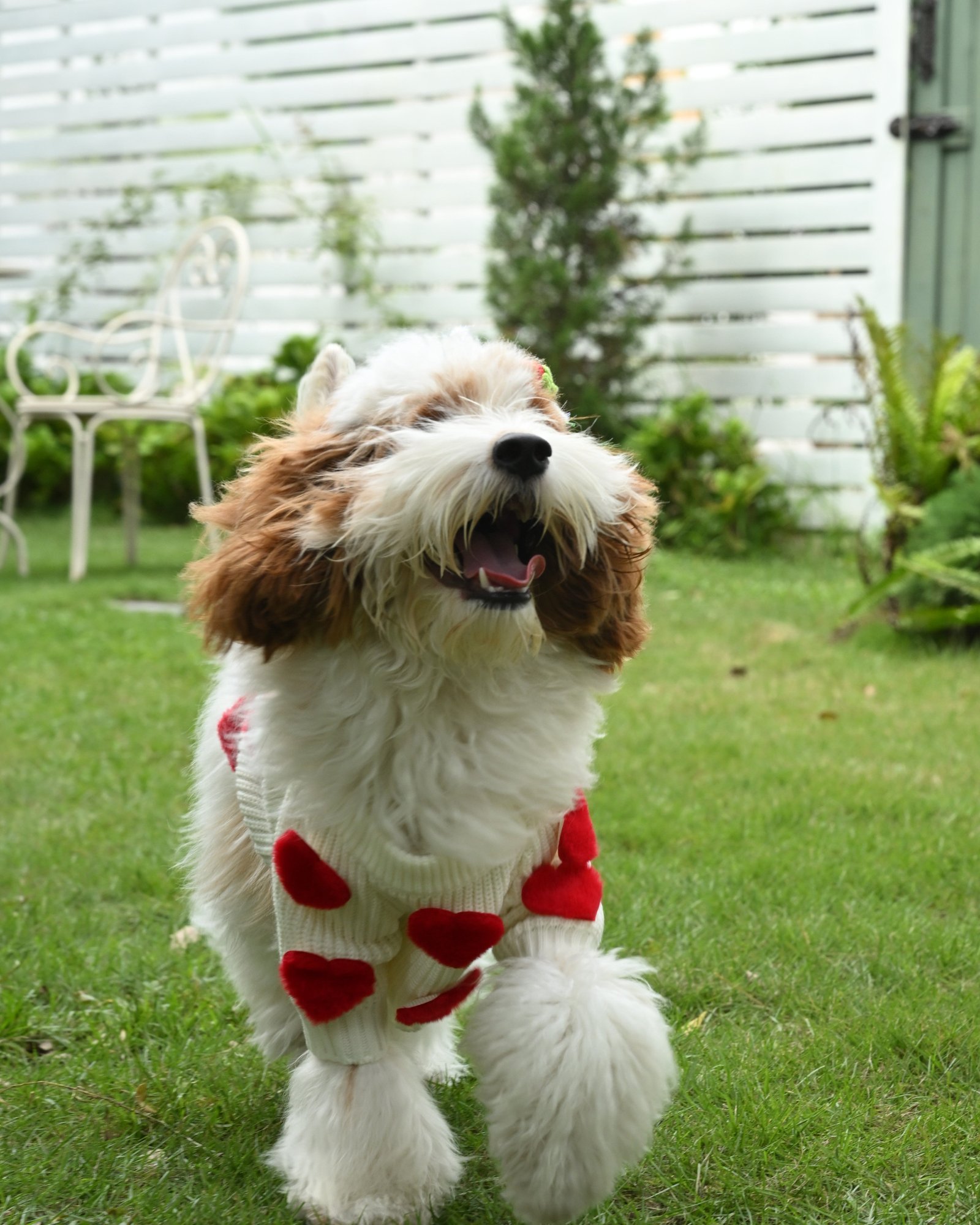 Cream Heart-3D Motif Pet Sweater - Image 6